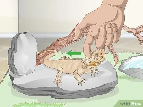 Image titled Pet a Bearded Dragon Step 3