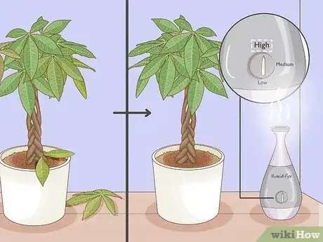 Image titled Care for a Money Tree Step 14