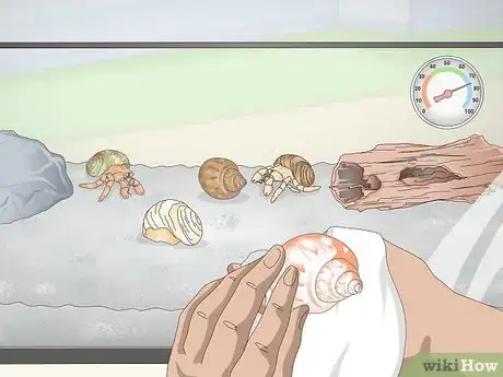 Image titled Clean a Sea Shell (for Hermit Crabs) Step 5