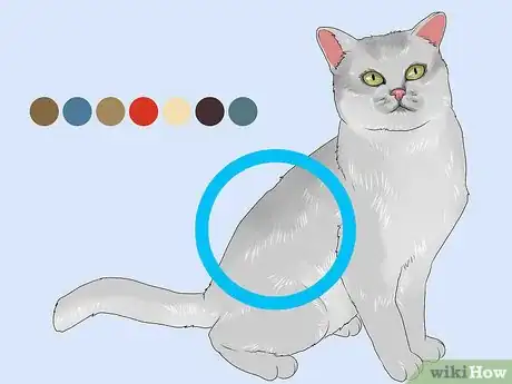 Image titled Identify a Burmilla Cat Step 1