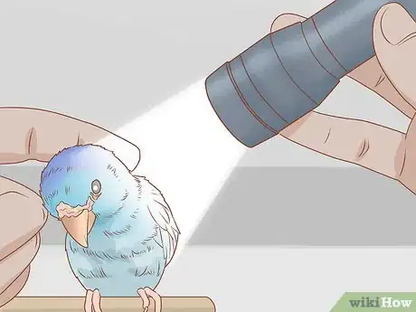Image titled Tell if Your Bird Has Mites Step 6