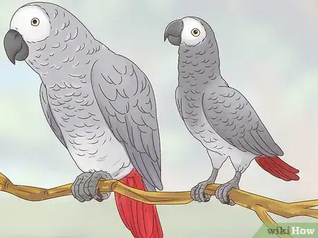 Image titled Choose an African Grey Parrot Step 6