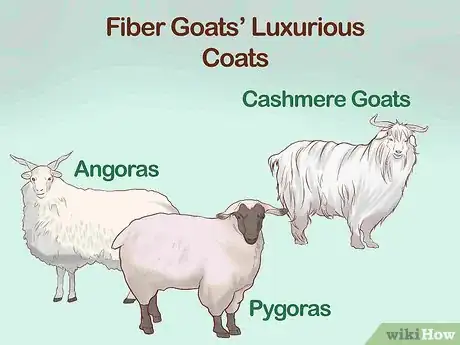 Image titled Identify Goat Breeds Step 5
