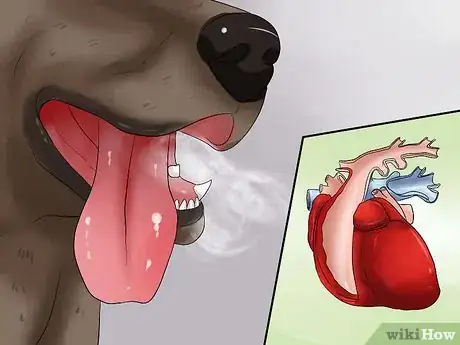 Image titled Diagnose Bloat in Great Danes Step 3