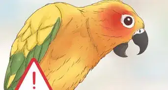 Spot Signs of Disease in Conures