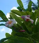 Pick Quality Plumeria Flowers for a Lei