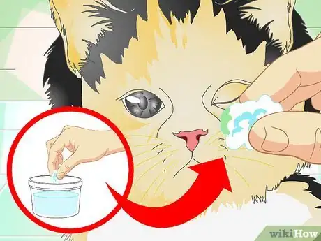 Image titled Treat Cat Eye Infection Step 5