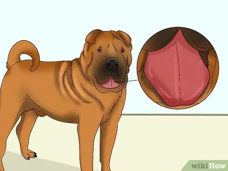 Image titled Identify a Shar‐Pei Step 5