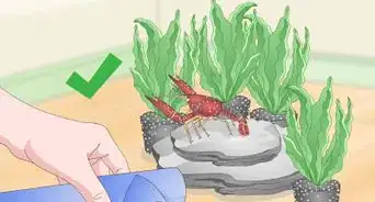 Play With a Crayfish