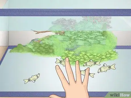 Image titled Breed Corydoras Fish Step 4