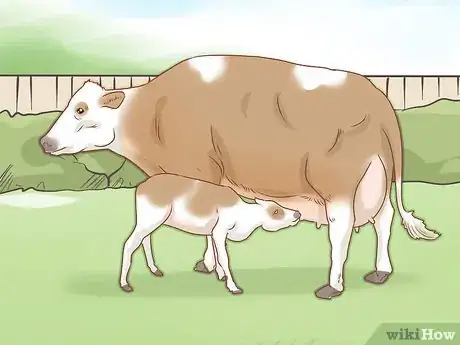 Image titled Identify Simmental Cattle Step 10
