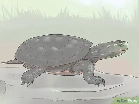 Image titled Identify Turtles Step 2