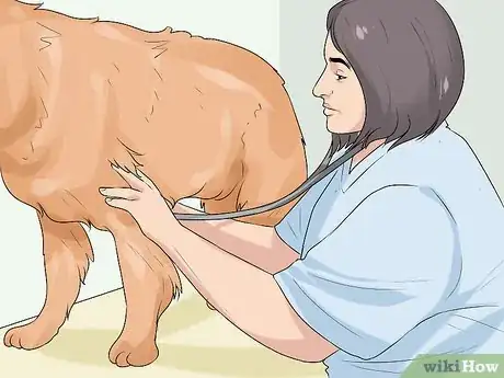 Image titled Determine Whether to Diaper a Senior Dog Step 3