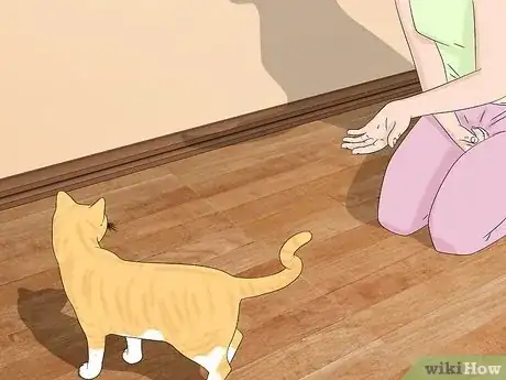 Image titled Use a Spray Bottle on a Cat for Training Step 3