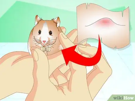 Image titled Know if Your Hamster Is Healthy Step 7