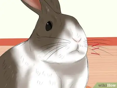 Image titled Diagnose Respiratory Problems in Rabbits Step 2