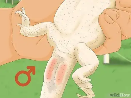 Image titled Tell the Sex of a Bearded Dragon Step 2