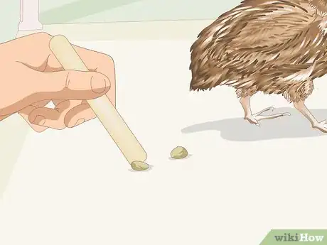 Image titled Know if Your Quail Is Sick Step 12