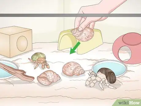 Image titled Play With Your Hermit Crab Step 9