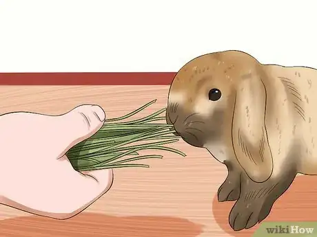 Image titled Care for Holland Lop Rabbits Step 12