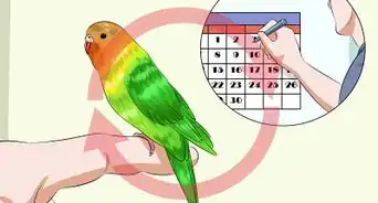Tame Your Budgies