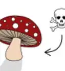 Pick Mushrooms