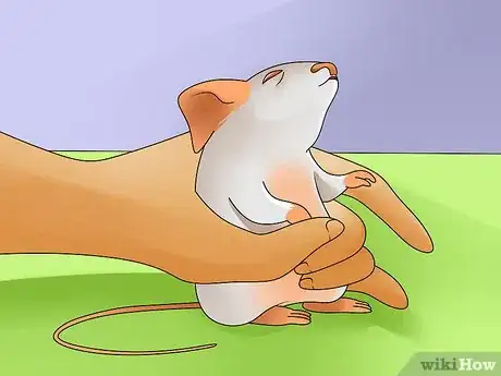 Image titled Give a Mouse or Other Small Rodent Oral Medication Step 6