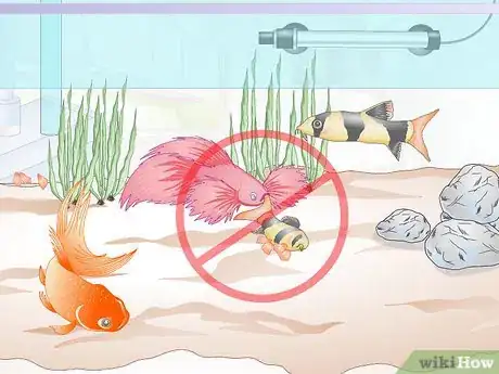 Image titled Add a Betta to a Community Tank Step 14