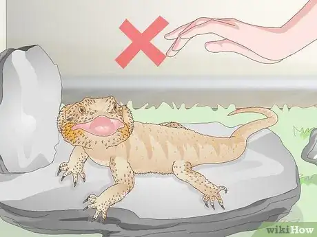 Image titled Pet a Bearded Dragon Step 9