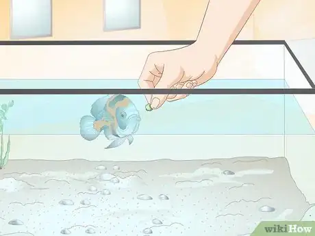 Image titled Train Your Fish to Do Tricks Step 13