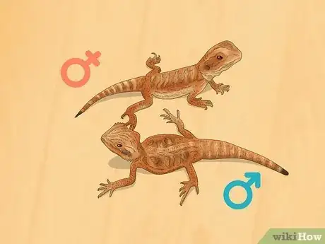 Image titled Tell the Sex of a Bearded Dragon Step 6