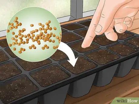 Image titled Grow Eggplant Step 4