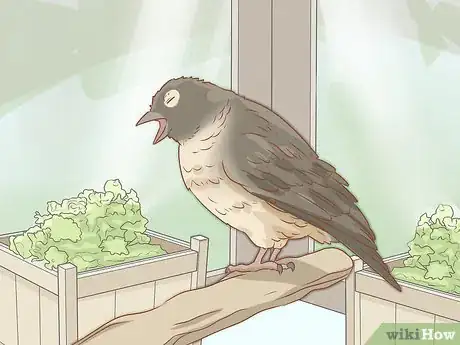 Image titled Tell if Your Bird Has Mites Step 4