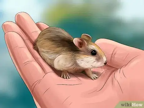 Image titled Diagnose Hamster Respiratory Illnesses Step 4