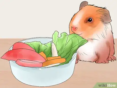 Image titled Get Your Guinea Pig to Lose Weight Step 7