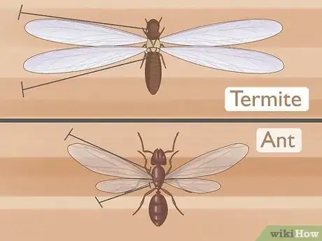 Image titled Flying Ants vs Termites Step 1