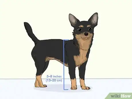 Image titled Identify a Chihuahua Step 1