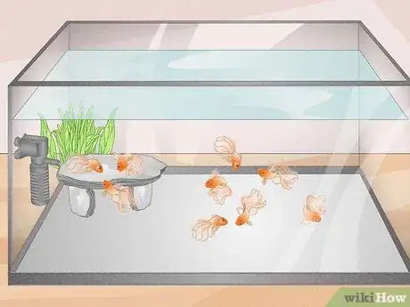 Image titled Know How Many Fish You Can Place in a Fish Tank Step 6