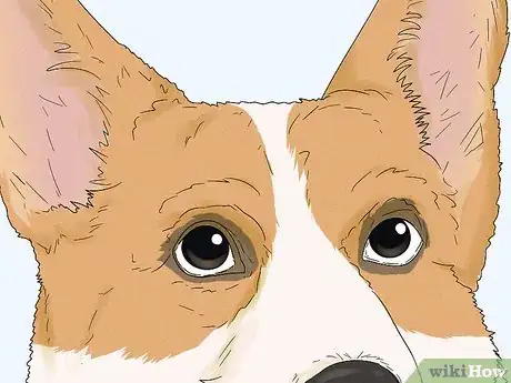 Image titled Identify a Pembroke Welsh Corgi Step 4