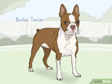 Image titled Identify a French Bulldog Step 15