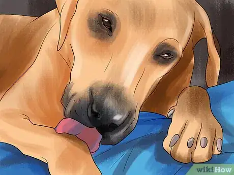 Image titled Know if Your Senior Dog Is in Pain Step 2