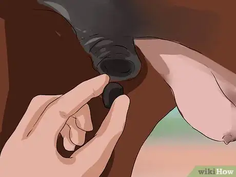 Image titled Clean a Mare's Female Parts Step 10