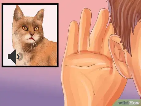 Image titled Identify a Pixiebob Cat Step 5