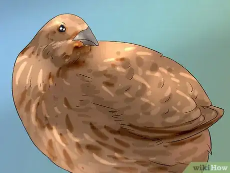 Image titled Determine Sex of a Quail Step 1