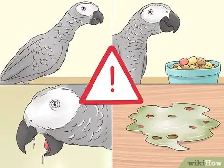 Image titled Treat Nutritional Deficiencies in African Grey Parrots Step 4