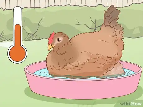 Image titled Cure a Chicken from Egg Bound Step 5