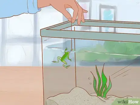 Image titled Play with Your African Dwarf Frog Step 12
