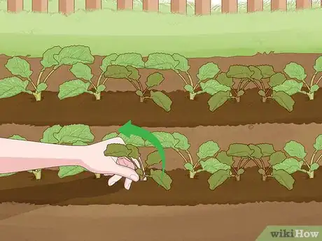 Image titled Grow Broccoli Step 8