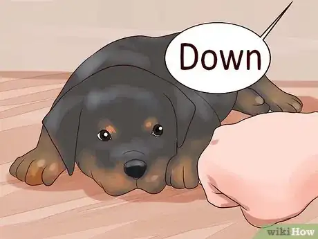 Image titled Train Your Rottweiler Puppy With Simple Commands Step 11