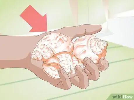 Image titled Help a Hermit Crab Change Shells Step 1